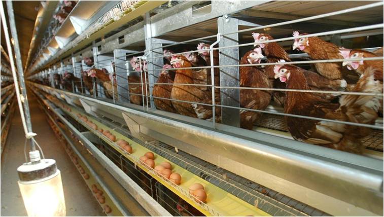 Production avicole - Sécurisation d'un élevage de 500 000 poules