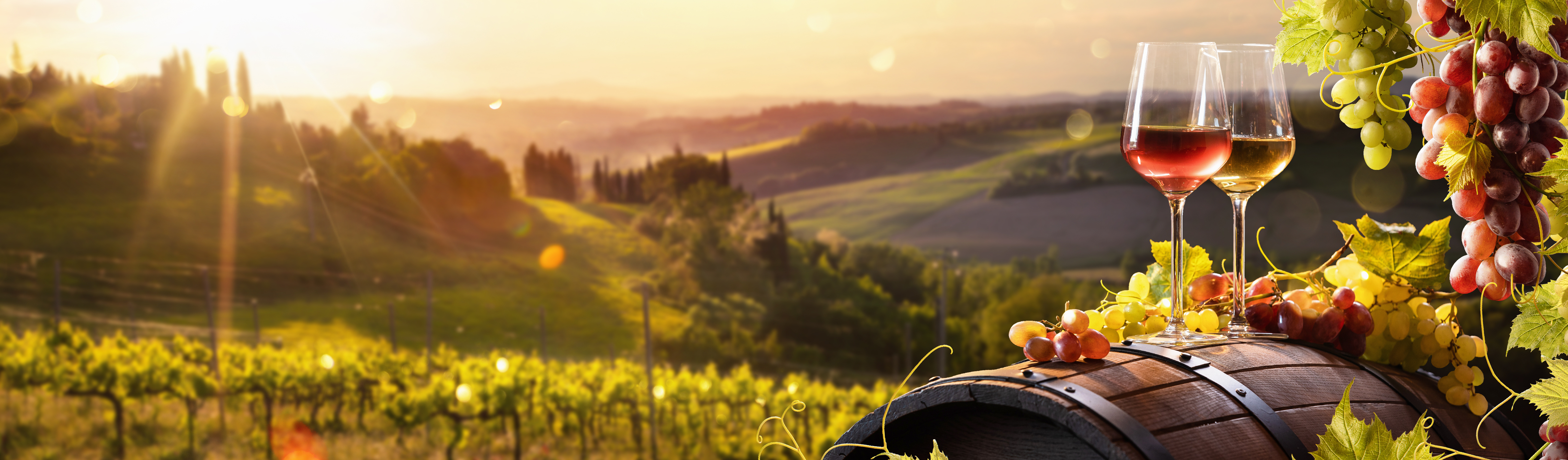 Paysage de vignes