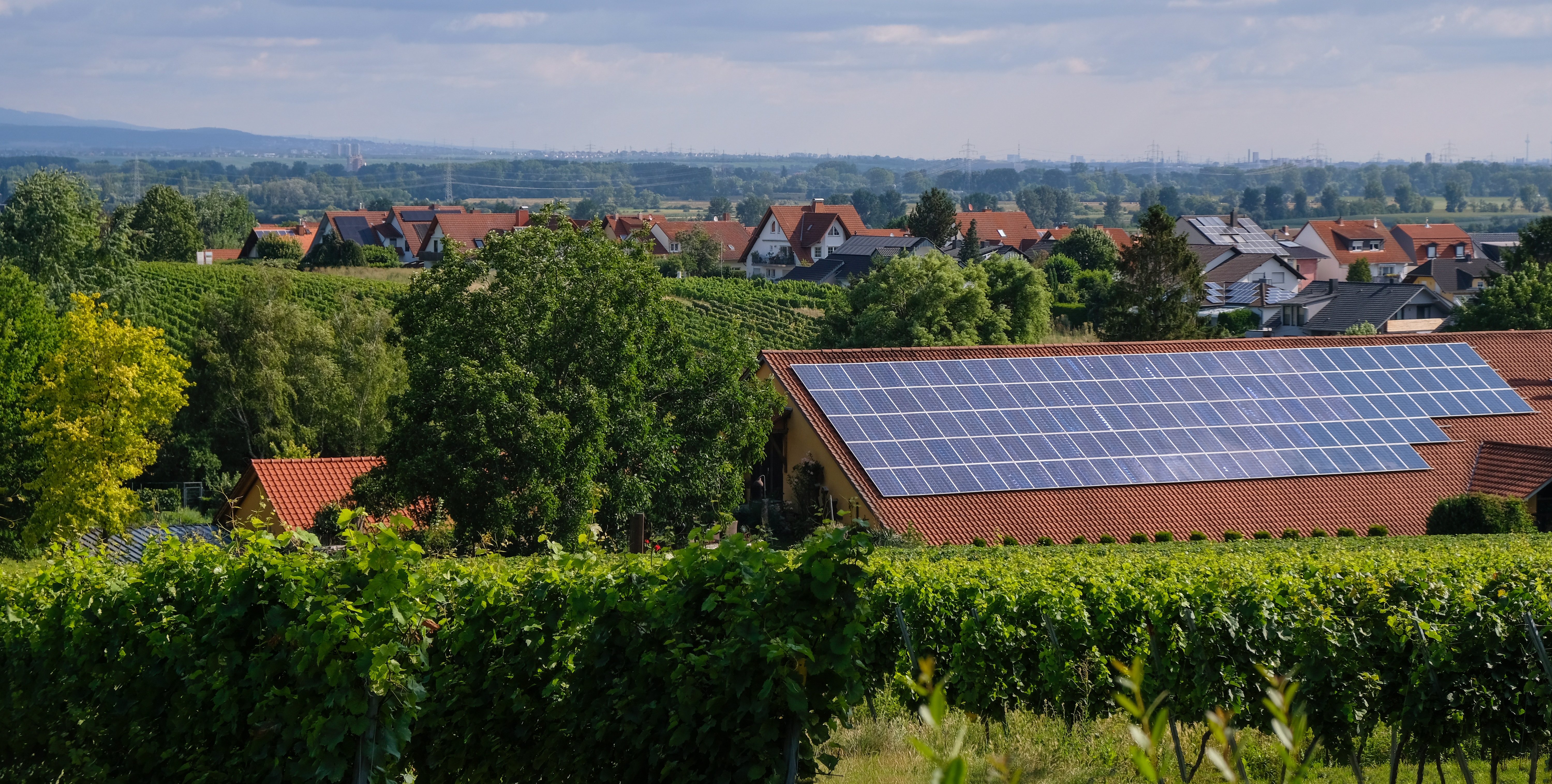 Vignes avec en fond panneaux photovoltaïque